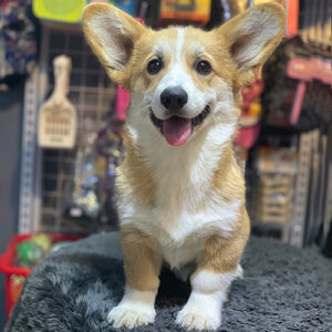 Chó Corgi nhập Nga giấy FCI đực 4 tháng tuổi