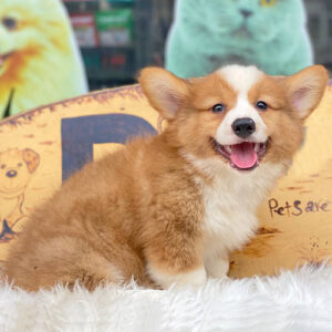Chó Corgi Pembroke Fluffy 2 tháng tuổi màu vàng trắng với bộ lông dài và dày