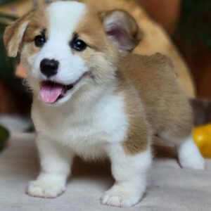 Chó Corgi Pembroke tai cụp không giấy