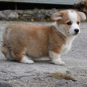 Chó Corgi Pembroke cái 2 tháng tuổi màu vàng trắng với dáng chân ngắn và thân hình nhỏ gọn