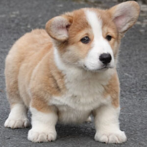 Bé Corgi Pembroke vàng trắng đực 2 tháng tuổi với thân dài, chân ngắn và tai dựng