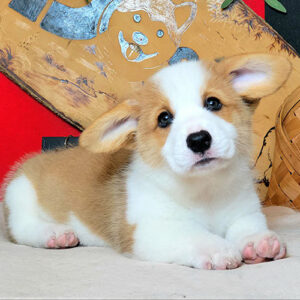 Chó Corgi Pembroke đực màu vàng trắng, mắt nâu và mảng lông cân đối