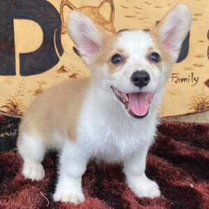 Chó Corgi Pembroke vàng trắng form cơ bản