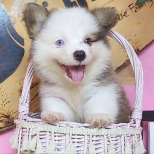 Chó Corgi Pembroke vàng trắng 1,5 tháng tuổi với hai màu mắt khác nhau