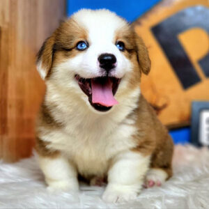 Chó Corgi Pembroke vàng trắng với đôi mắt xanh nổi bật
