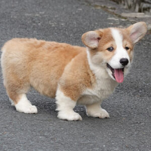 Chó Corgi Pembroke vàng trắng thuần chủng có giấy VKA 2 tháng tuổi