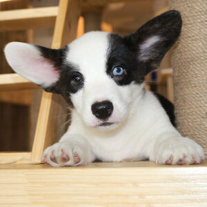 Chó Corgi tricolor đen trắng mắt 2 màu đực 2 tháng tuổi