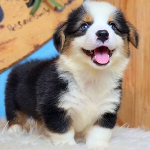 Chó Corgi tricolor với bộ lông ba màu, tai cụp nhẹ và gương mặt vui vẻ