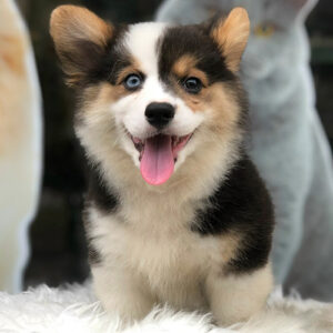 Chó Corgi tricolor hai màu mắt 2 tháng tuổi tại Chạm Pets