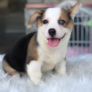 Chó Corgi tricolor lông ngắn mắt 2 màu