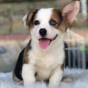 Chó Corgi tricolor với hai màu mắt khác nhau, tai dựng và gương mặt tươi sáng