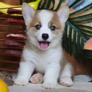 Chó Corgi vàng trắng cái 2 tháng tuổi