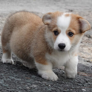 Chó Corgi vàng trắng cái có giấy VKA