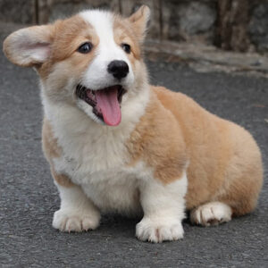 Chó Corgi vàng trắng đực có giấy VKA 2 tháng tuổi