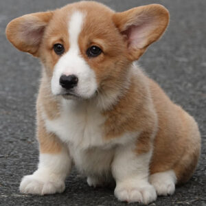 Chó Corgi vàng trắng đực VKA 2 tháng tuổi