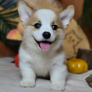 Chó Corgi vàng trắng không giấy 2 tháng tuổi