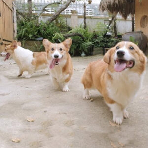 Chó Corgi vàng trắng trưởng thành trên 1 tuổi