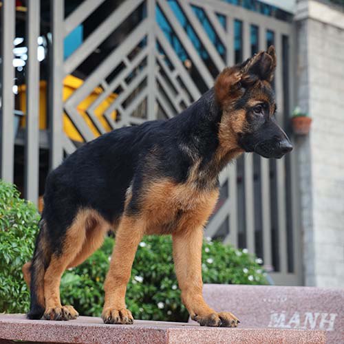 Chó Becgie Đức con dáng đứng chắc khỏe, tai dựng và mõm dài