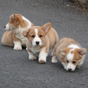 Đàn 3 bé Corgi vàng trắng có giấy VKA