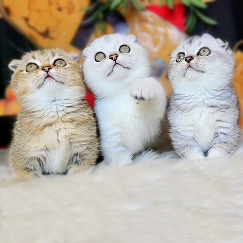 Đàn 3 mèo Munchkin màu Golden và Silver