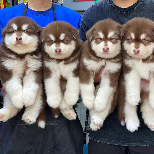 Đàn chó Alaska con sinh trong nước trong phân khúc nuôi thú cưng gia đình