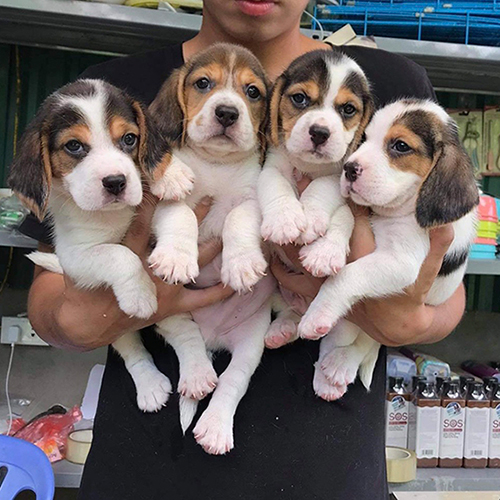 Đàn chó Beagle con khoảng 2 tháng tuổi được bế để xem ngoại hình thực tế