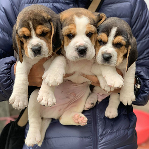 Đàn chó Beagle con khoảng 2 tháng tuổi được bế để xem giá theo từng bé thực tế