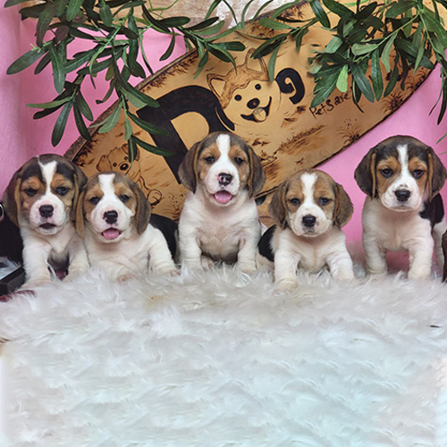 Đàn chó Beagle con màu tam thể với ngoại hình và form dáng khác nhau