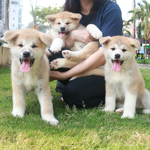 Ba chó Akita Inu con màu đỏ trắng đứng và được bế trên bãi cỏ