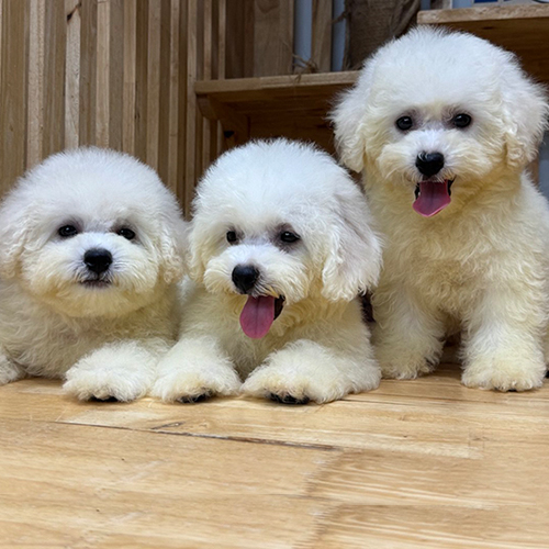 Ba bé chó Bichon Frise con màu trắng đứng cạnh nhau
