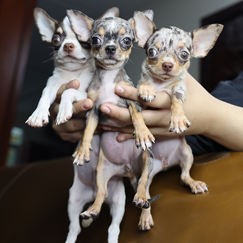 Đàn chó Chihuahua nhỏ được bế trên tay, tai dựng và mắt sáng