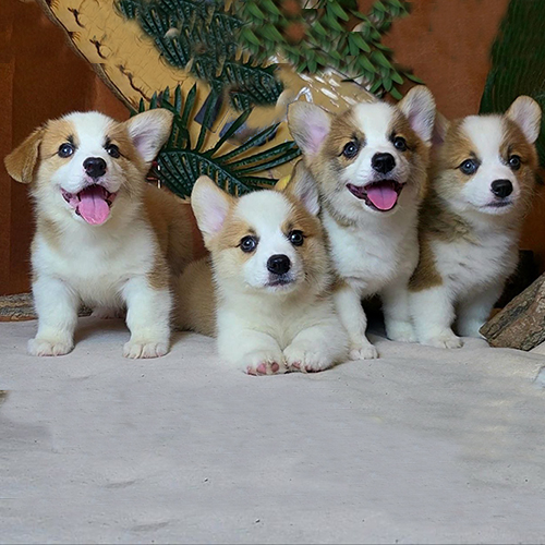 Đàn chó Corgi con đã cứng cáp hơn, đứng và nằm cạnh nhau