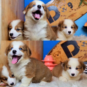 Đàn chó Corgi Pembroke vàng trắng 2 tháng tuổi tại Chạm Pets