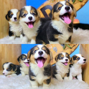 Đàn chó Corgi tricolor 2 tháng tuổi tại Chạm Pets