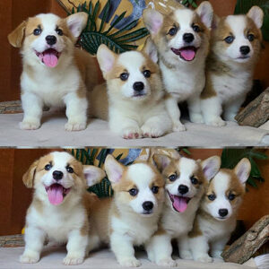 Bốn bé Corgi vàng trắng 2 tháng tuổi đang ngồi cùng nhau tại Chạm Pets