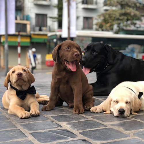 Đàn Lab con màu vàng, nâu và đen chụp thực tế tại Chạm Pets