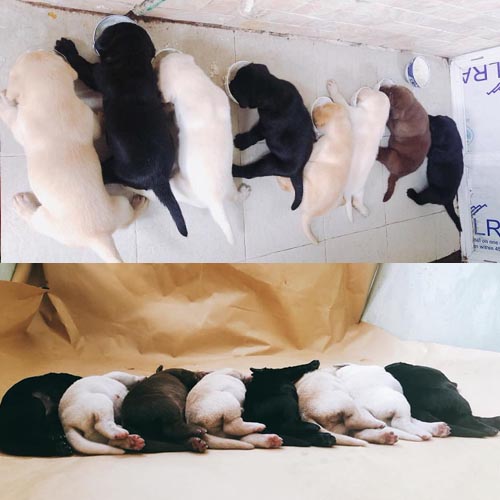 Đàn Lab con nhiều màu trong giai đoạn đầu đời