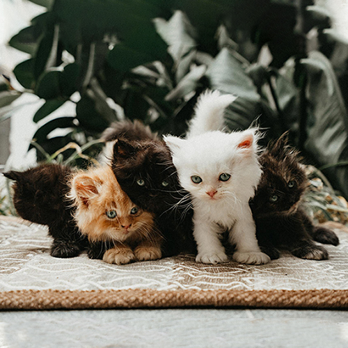 Đàn mèo Anh lông dài nhiều màu có mèo trắng, mèo cam và mèo màu tối
