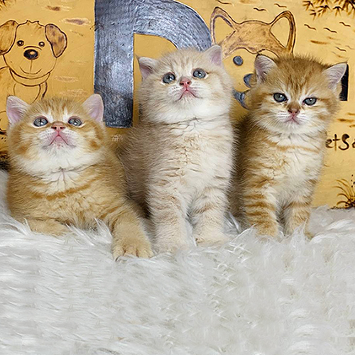Đàn mèo Anh lông ngắn red tabby con, mặt tròn và mắt sáng