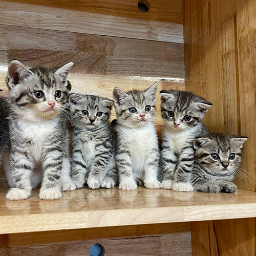 Đàn mèo con silver tabby có vân lông rõ trên thân và chân