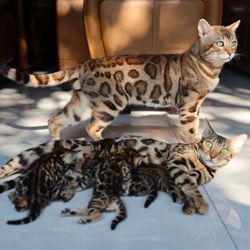 Đàn mèo Bengal con 1 tháng tuổi đang bú mẹ