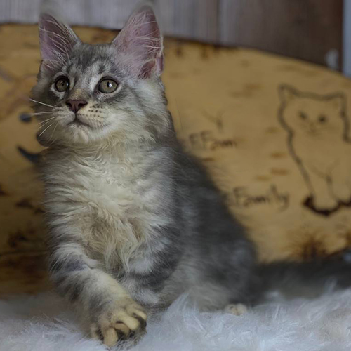 Mèo Maine Coon con màu Silver Tabby với bộ lông dài