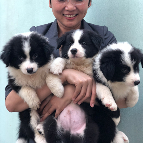 Những bé chó Border Collie con được bế trên tay tại Chạm Pets