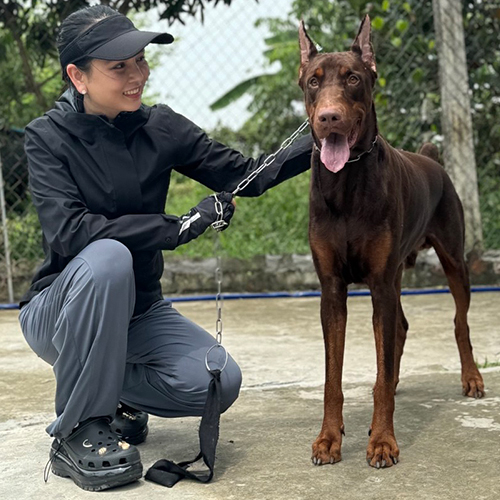 Chó Doberman nâu đỏ ngồi bình tĩnh bên người chăm sóc ngoài trời