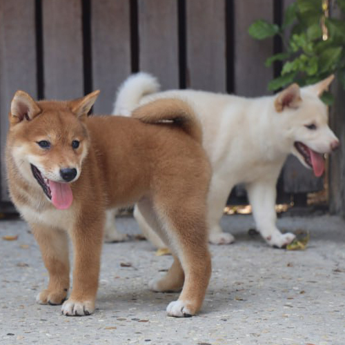 Hai chó Shiba thuần chủng màu vàng đỏ và trắng kem trong phân khúc giá cao