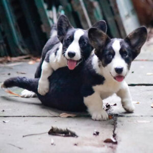 Hai bé Corgi Cardigan đen trắng đang nô đùa cùng nhau ngoài sân