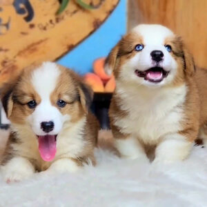 Hai bé Corgi Pembroke vàng trắng, một bé mắt xanh và một bé mắt thường