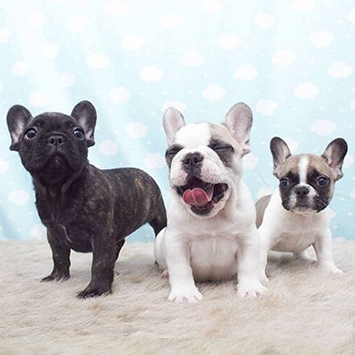 Ba chó Bull Pháp con với các màu lông khác nhau