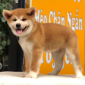 Chó Akita Inu con màu đỏ trắng đứng trên bục
