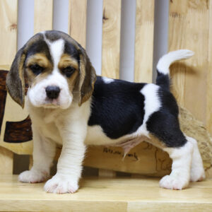 Chó Beagle đực 2 tháng tuổi màu tam thể trong bài giá chó Beagle